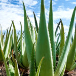 Aloe barbadensis