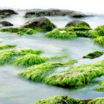 spirulina alga