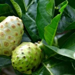 succo-di-noni