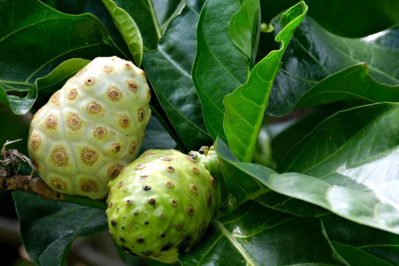 succo-di-noni