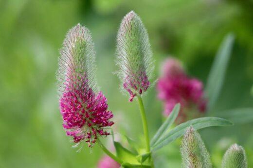 trifoglio rosso capsule