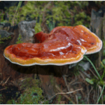 reishi acquisto online