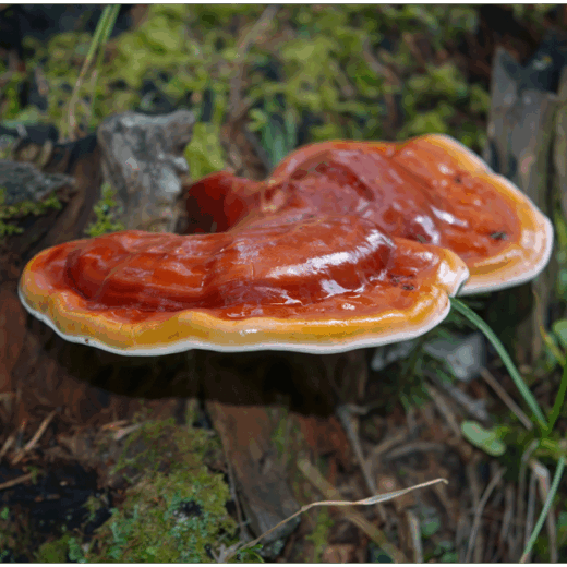 reishi acquisto online