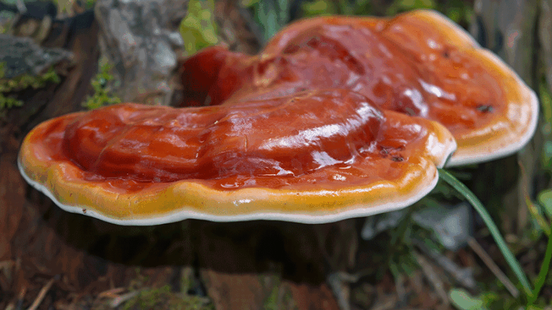 reishi acquisto online