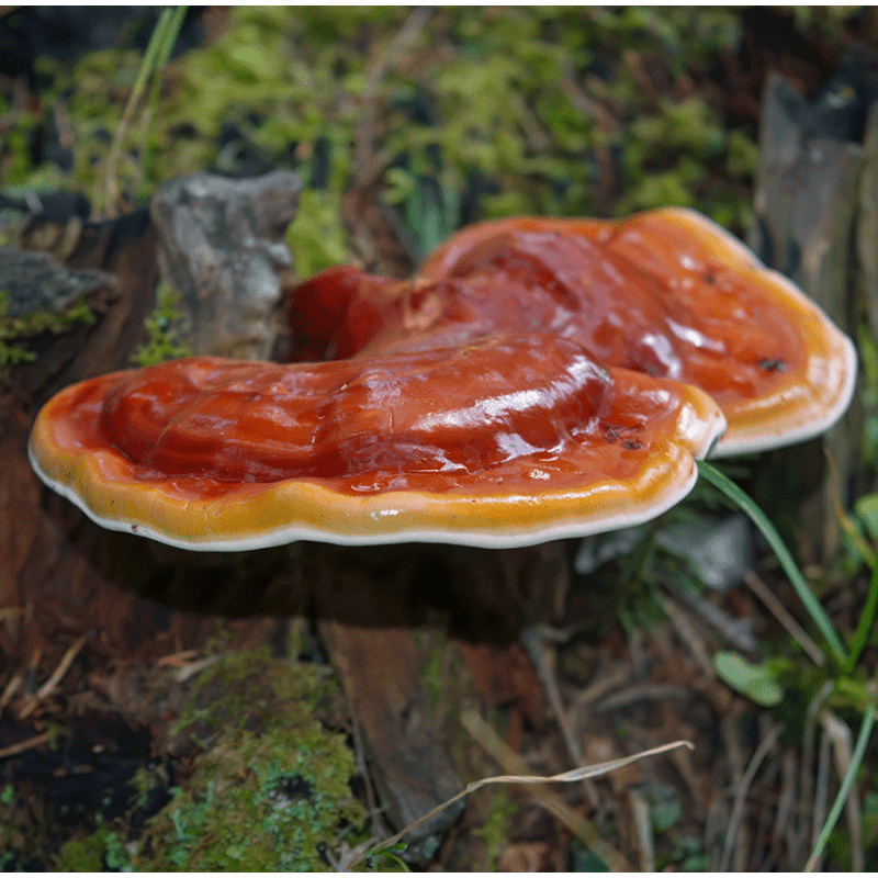 reishi acquisto online
